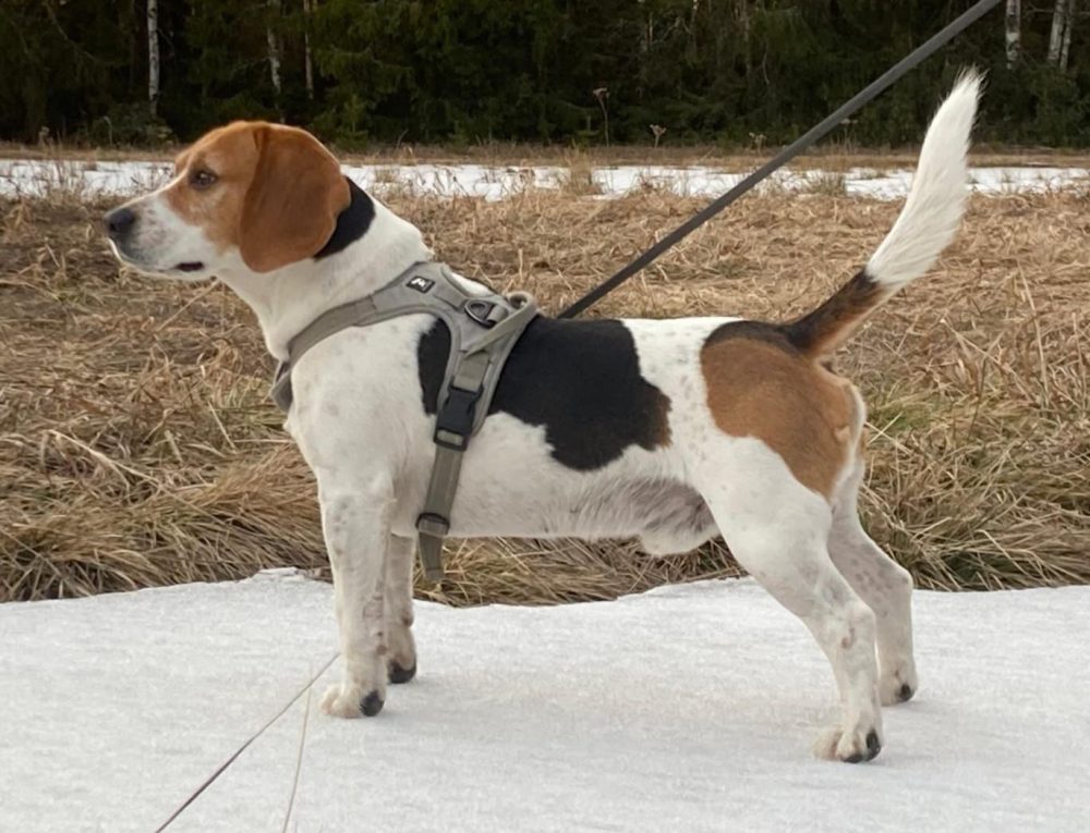 Kaakon Beagle ry